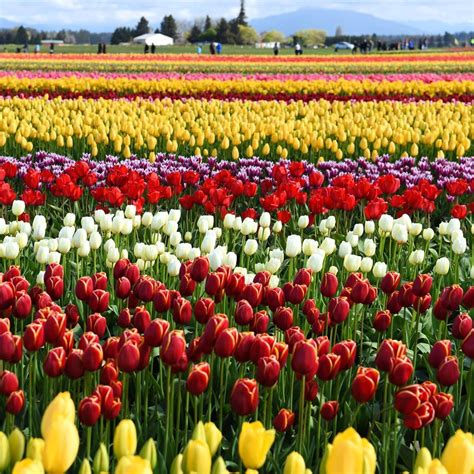 Tulip Festival 